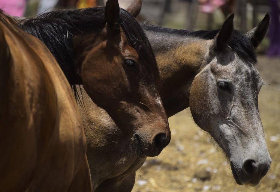 MSP Confirmó El Cuarto Caso De Encefalitis Equina En Humanos Y Hay 17 ...